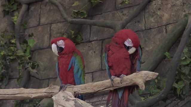 Ara parrots