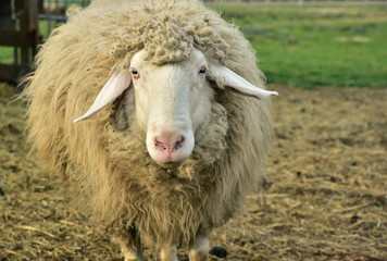 ein weißes schmutziges schaf blickt frontal in die kamera
