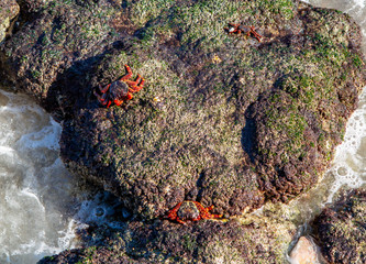 Red-footed crabs walk on stones on the coast of the Gulf of Oman