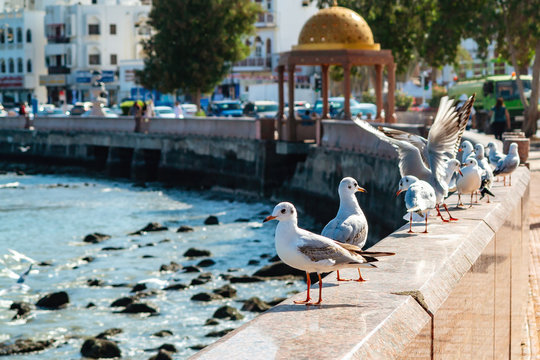 Gulls on the parapet of the embankment in Muscat, the capital of Oman