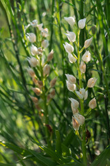 Narrow leaved Helleborine aka Sword leaved Helleborine,Cephalanthera longifolia. Backlit in evening sun.