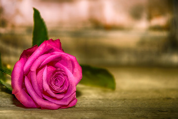 Einzelne Rose in Pink, vor Holz, retro