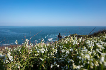 Fototapeta na wymiar wild flowers on the ocean coast against the blue sky