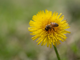 Honey bee Apis mellifera on dandelion flower, Taraxacum officinalis. Pollination.