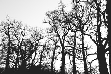 Fototapeta na wymiar silhouette tree