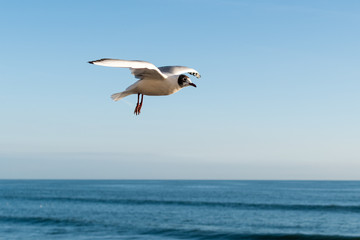 Fototapeta na wymiar Mouette rieuse planant le long de la mer