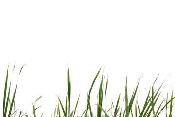 Wild grass leaves with wind blowing on white isolated background for green foliage backdrop 