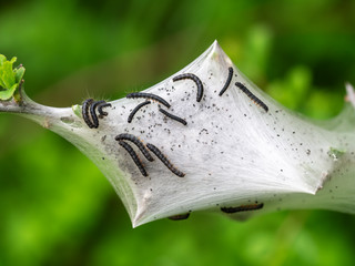 Malacosoma neustria. Tent caterpillar nest detail, aka Lackey moth young. On Prunus spinosa bush,...