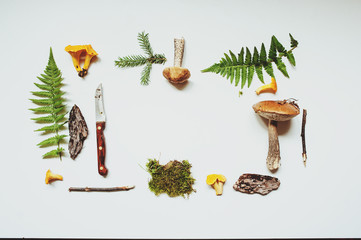 wild forest collection on white background. Mushrooms, moss, bark pieces, ferns top view. earth day concept, nature care.