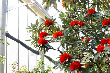 Closeup of flowering colourful Azaleas in greenhouse in sunny day with beautiful light, soft focus. Blooming Rhododendrons indoors. Spring mood, nature concept