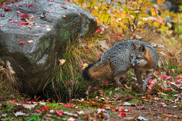Grey Fox (Urocyon cinereoargenteus) Turns by Rock Autumn