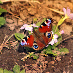 Butterfly sits on a flower
