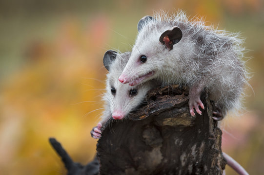 Pair of Opossum Joeys (Didelphimorphia) Huddle on Log End Autumn