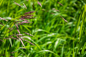Elegant wildlife pattern of flowering plants on the meadows on a summer day.