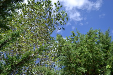 Flora and Fauna
