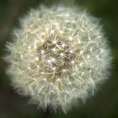 Foto fiori, insetti e ragni © Fabrizio