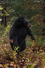 Black Bear (Ursus americanus) Rises Up on Back Feet Autumn