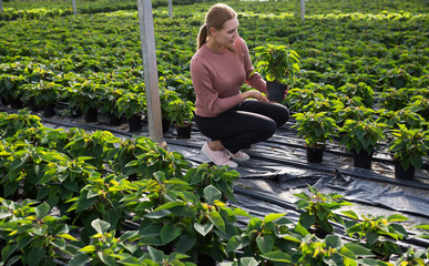 Worker caring for growing seedlings of Poinsettia