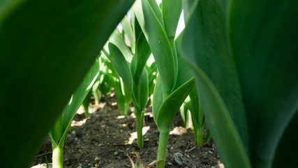 young sprouts in the garden