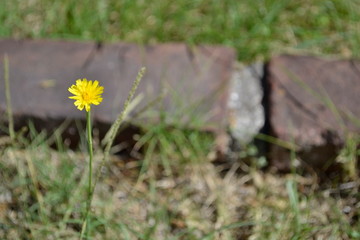 Flora and Fauna