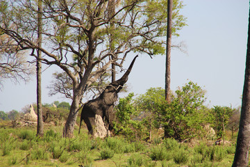 streckender Elefant,