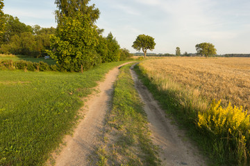 Fototapeta na wymiar small rural road near wheatfield in evening sun
