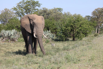 Obraz premium Afrikanischer Elefant / African elephant / Loxodonta africana