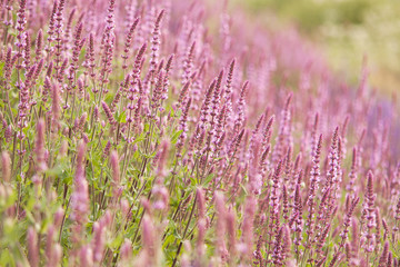 beautiful bright lawn with flowering sage