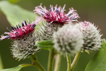 funny bright burdock blooming on a summer meadow