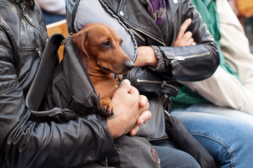 owners travel with their favorite dachshund