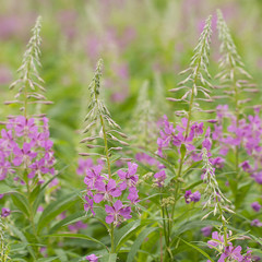 floral background of pink blooming sally