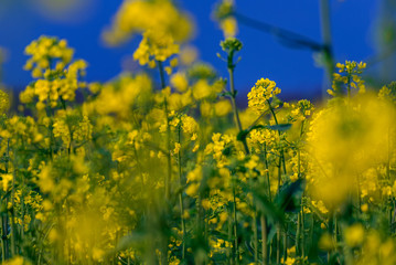 Detail of canola colza flowers in a field during daytime against a blue sky
