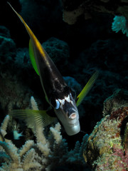 Red Sea Bannerfish (Heniochus intermedius)