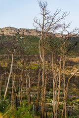 Burned forest in Trstenik village, Peljesac peninsula, Dalmatia, Croatia