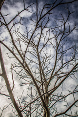 Walnut tree in close up with cloudy sky in the background