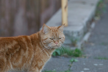 red British Shorthair cat looks cranky in the camera