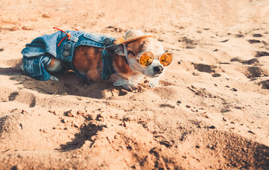 Chihuahua wearing sunglasses and straw hat lies on a beach by the river enjoying the sun. Fashionable dog dressed in a denim suit resting on the beach and sunbathes. Hippie dog resting on the nature