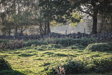 A summer morning in southern Sweden