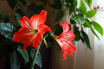 Amaryllis red flower, shot close-up in a room near the window