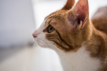 A cat looking at something outside the photo