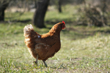 Cinnamon chicken walking cage free on the grass.