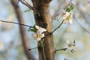 Flowering almond tree in spring garden at sunny day