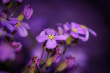 Obraz na płótnie Canvas Closeup of lilac flower
