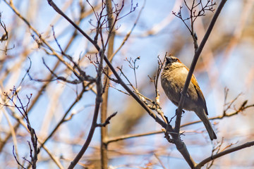 sparrow on a branch