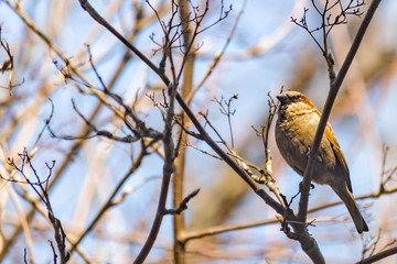 sparrow on a branch