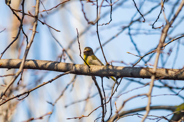sparrow on a branch