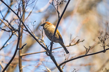 sparrow on a branch