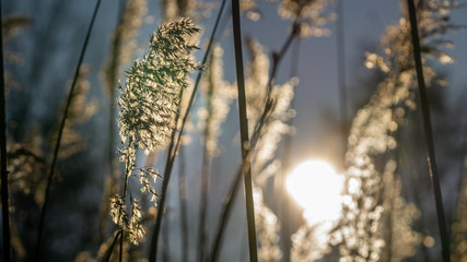 Fototapeta premium Schilf in Wintersonne leuchtend