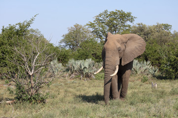 Fototapeta premium Afrikanischer Elefant / African elephant / Loxodonta africana