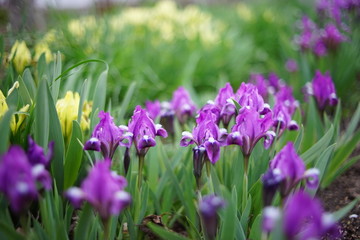 Violet iris flowers in spring garden at sunset